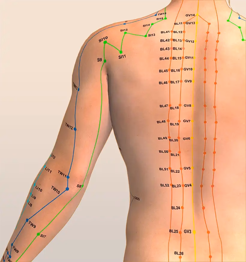 Wie viele Meridiane gibt es für die Akupunktur?