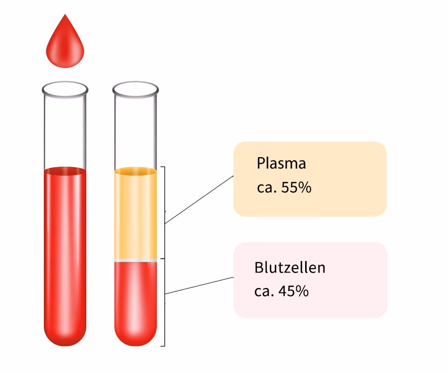 Was wird bei einem kleinen Blutbild untersucht?