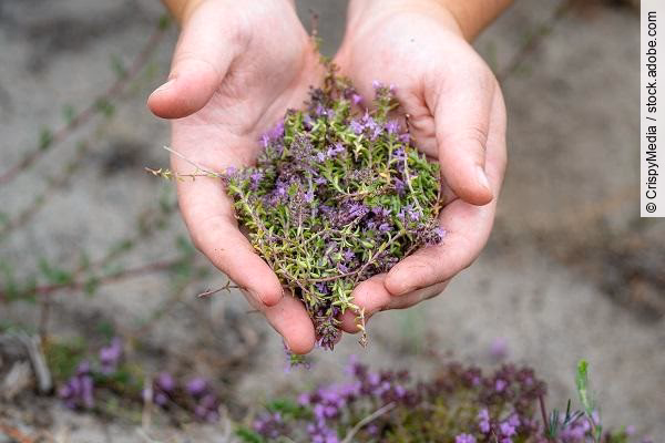 Wie wirkt sich ätherisches Öl auf die Lunge aus?