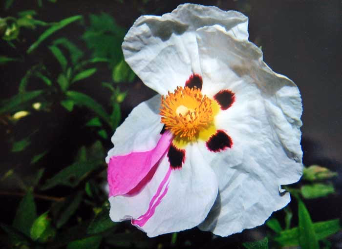 Was ist Zistrose und wie wirkt sie?