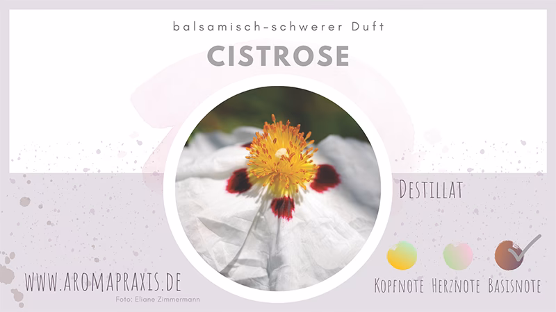 Was ist cistrose und wofür wird sie verwendet?