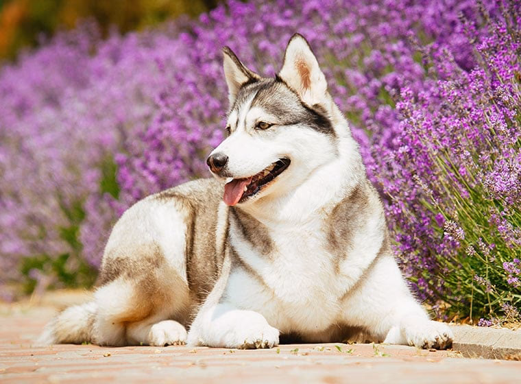 Welche Öle können bei Hunden angewendet werden?