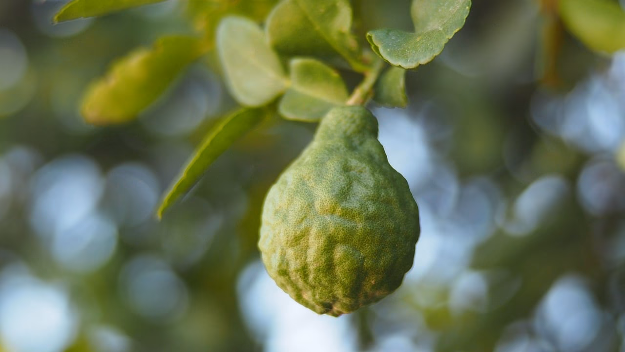 Kann man Bergamotte auch zum Verzehr nehmen?