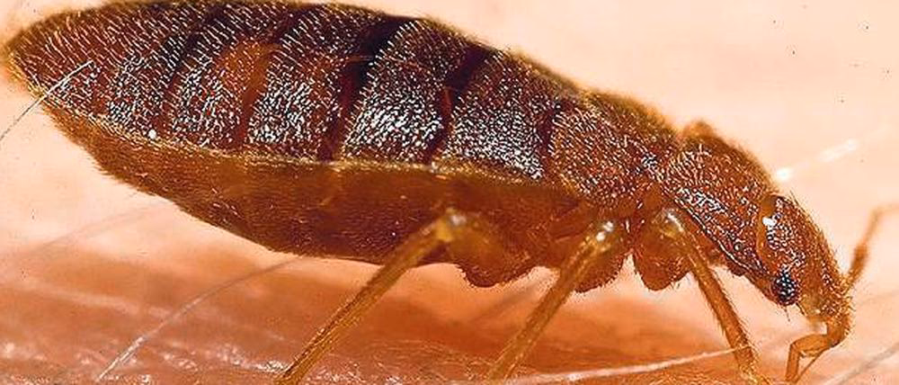 Wie ernähren sich Bettwanzen?