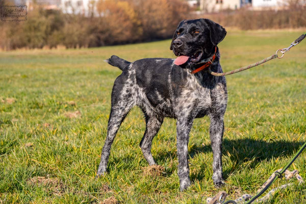 Où se trouve le refuge SPA Sarrebourg ?