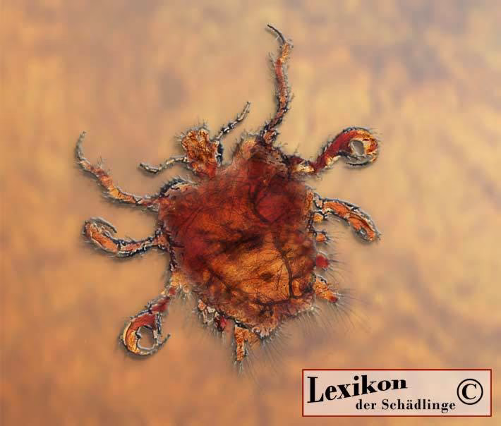 Wie ernährt sich die Filzlaus?