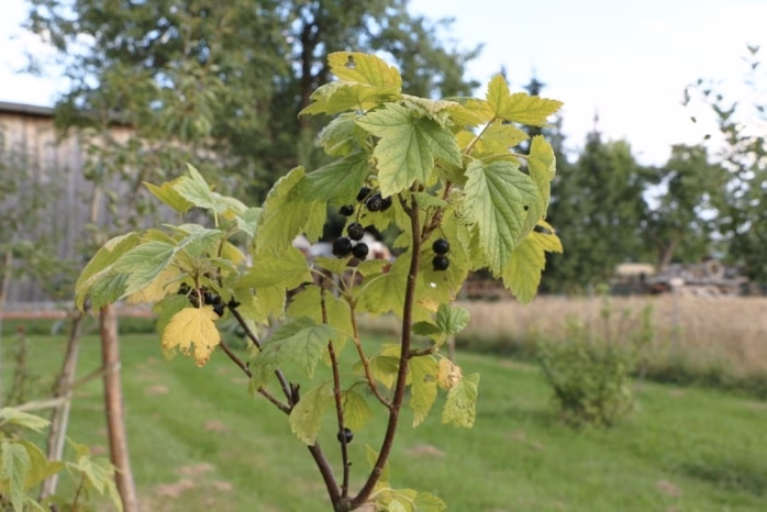 Was sind die häufigsten Krankheiten bei Johannisbeeren?