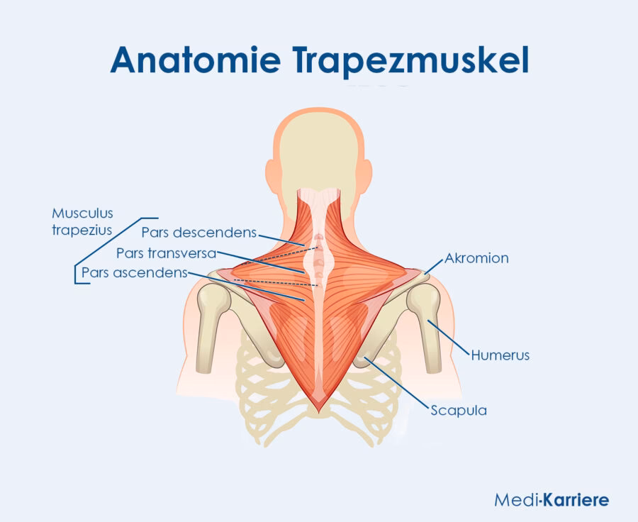 Wie kann man Schmerzen im Trapezmuskel vorbeugen?