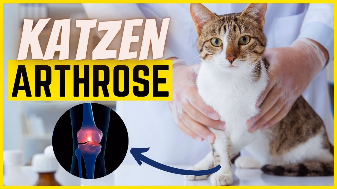 Welche Vorteile bietet eine Massage für Katzen?
