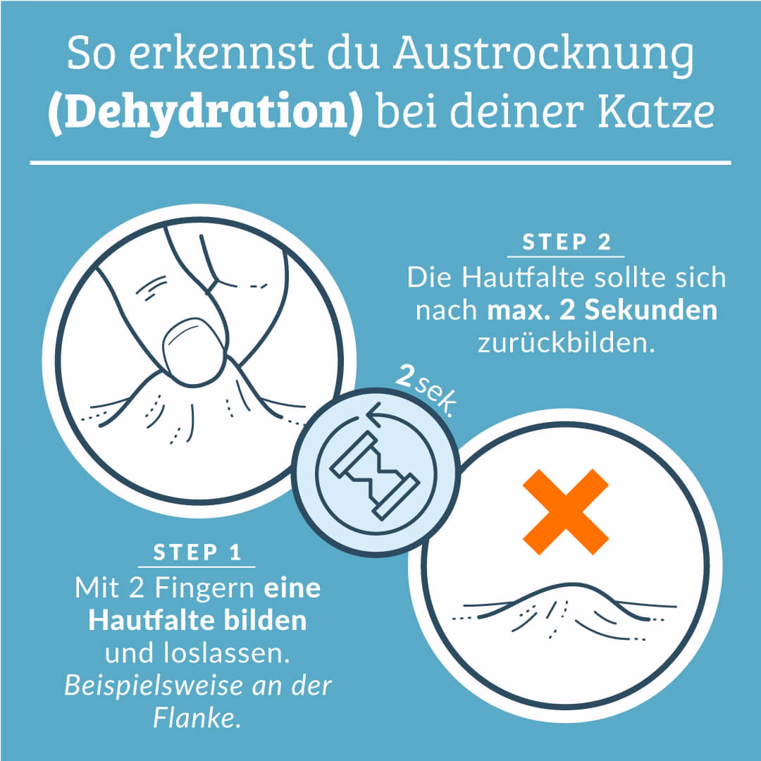 Was sind die Anzeichen für Bauchschmerzen bei Katzen?