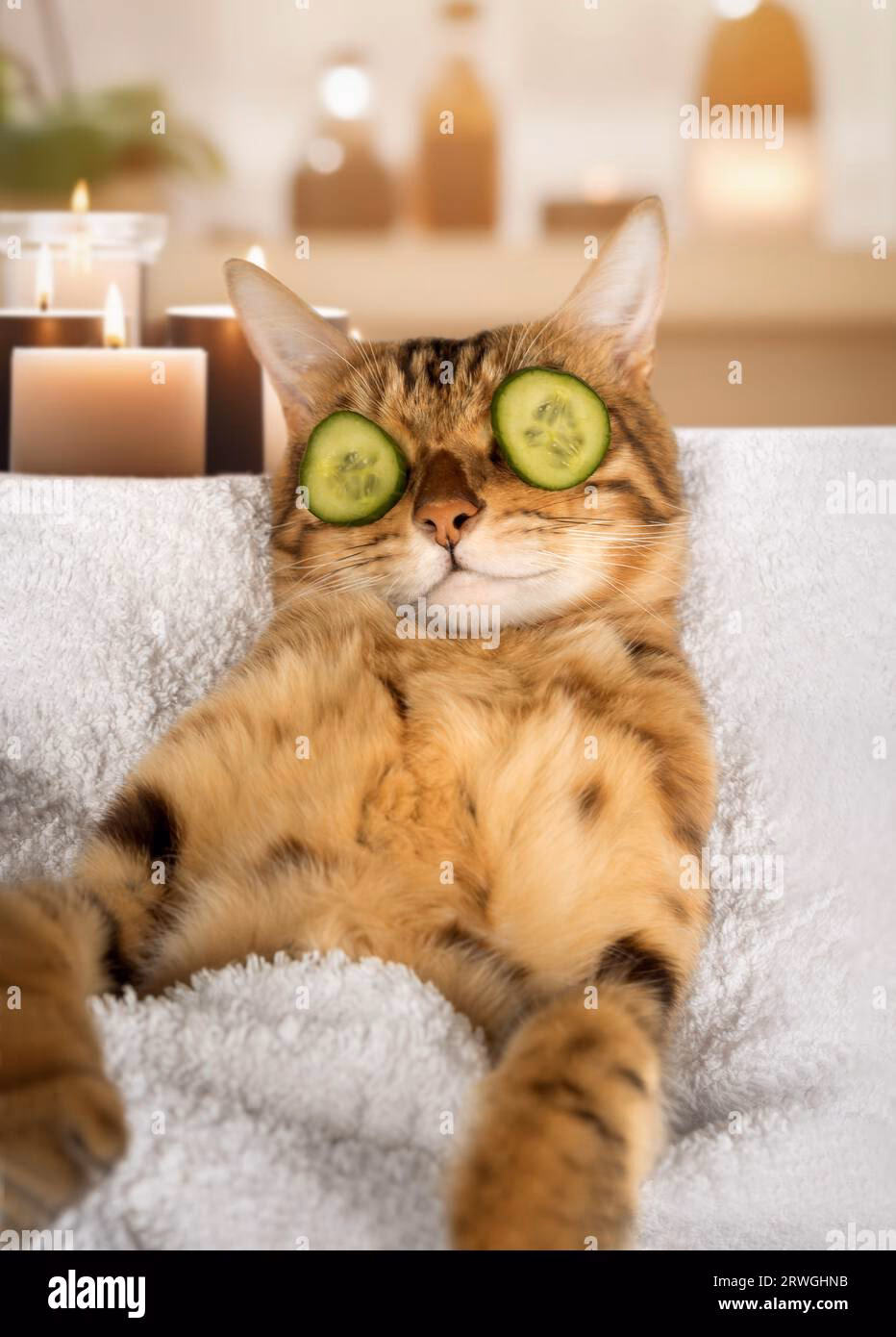 Was schenkt man einer Katze?