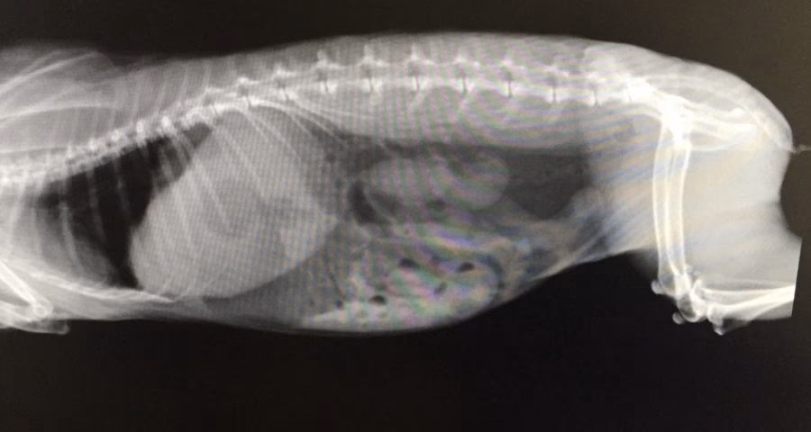 Wie ernähre ich meine Kaninchen?