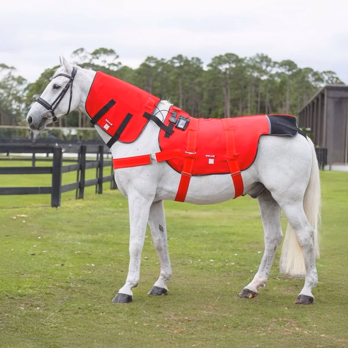 Was ist eine Magnetfeldtherapie beim Pferd?