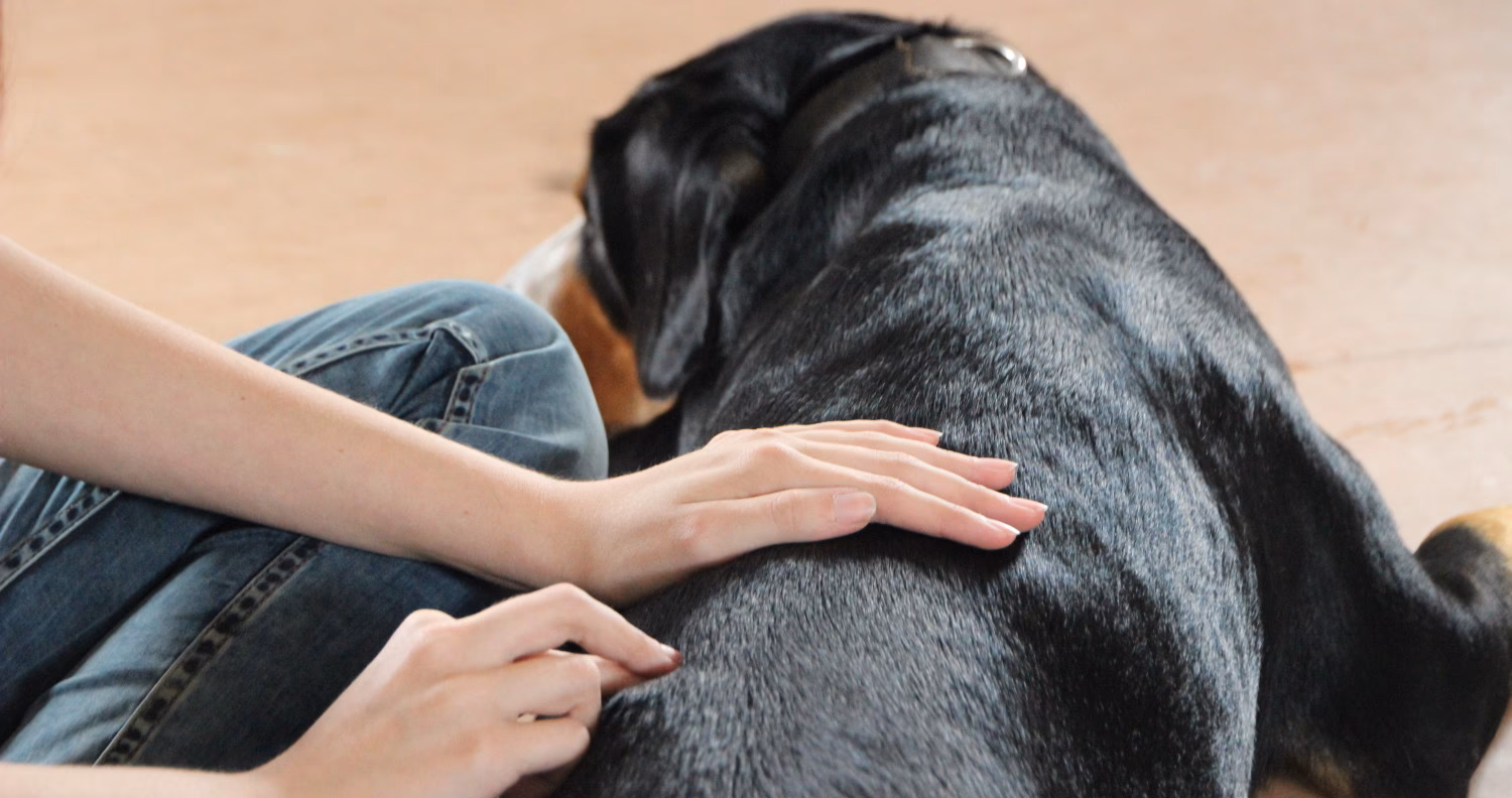 Was ist eine Hunde-Massage?