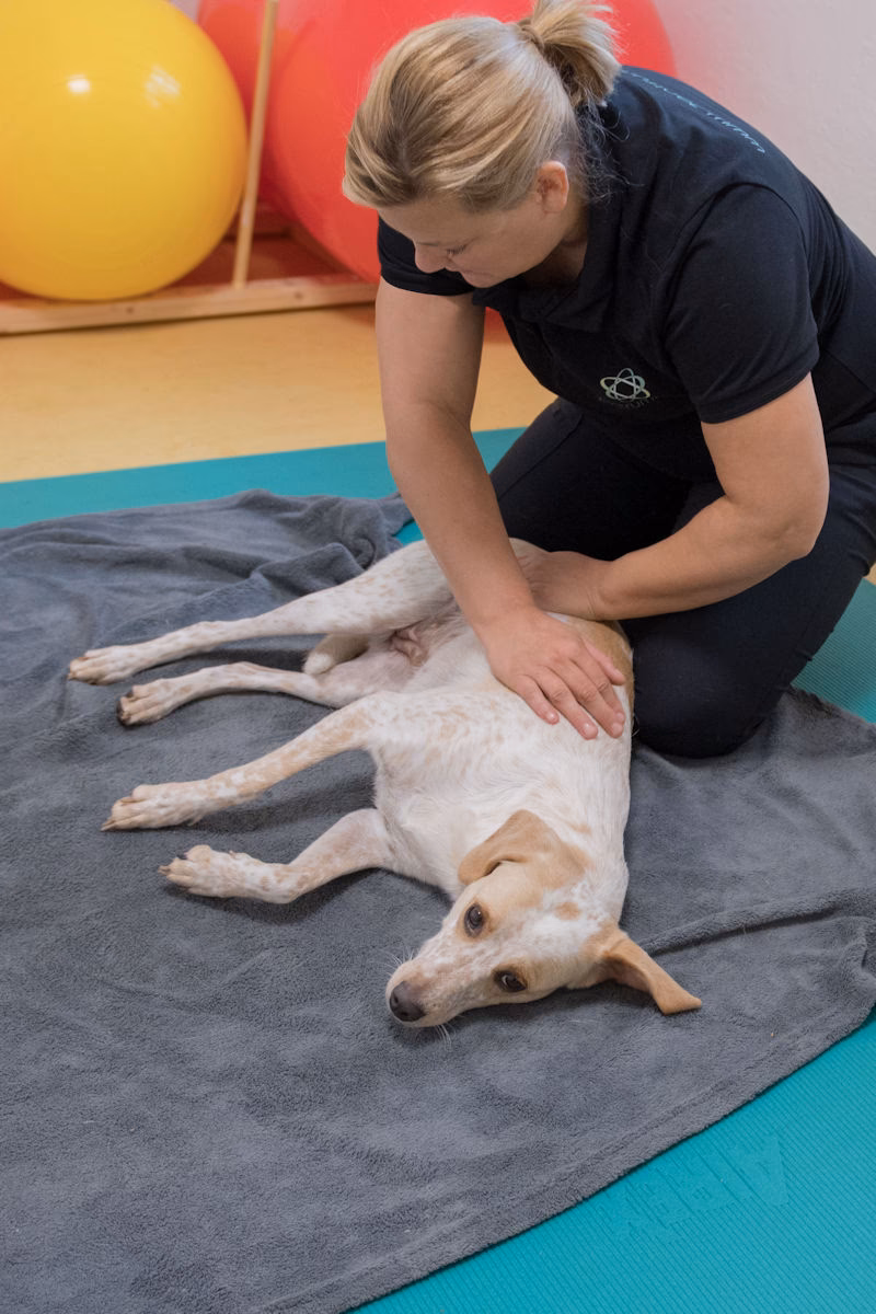 Was ist eine tiermassage?