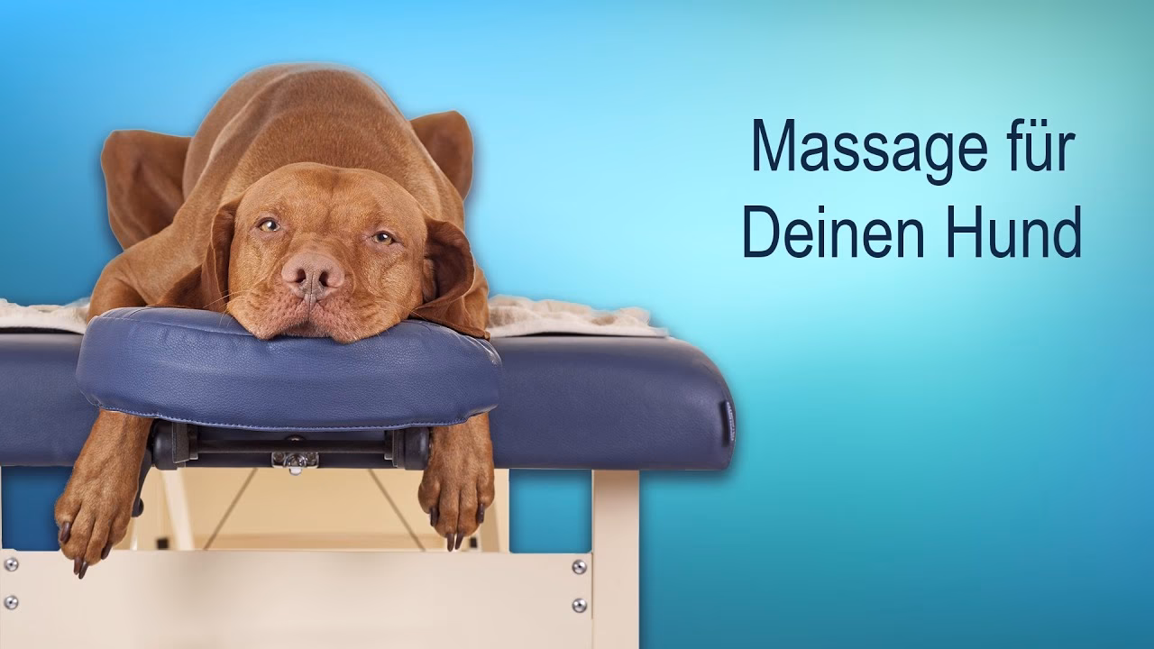 Wie kann ich meinen Hund massieren?