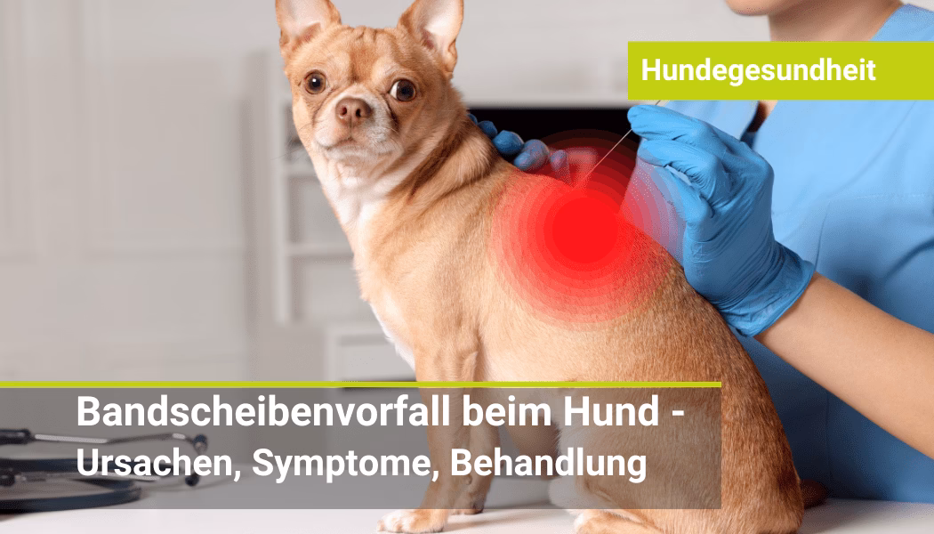 Wie pflege ich meinen Hund nach einer Bandscheiben OP?