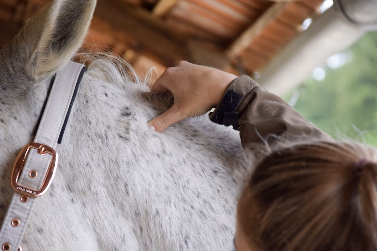 Was muss ich bei einer Massage meines Pferdes beachten?