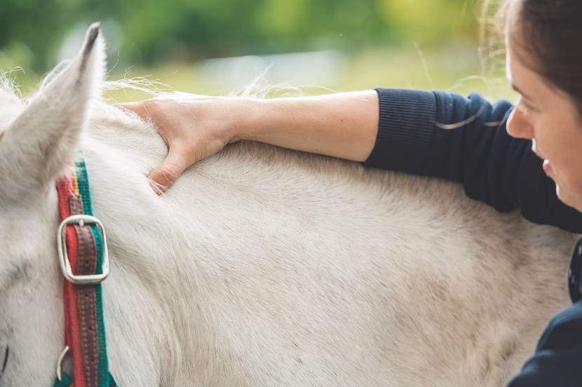 Wie kann ich mein Pferd massieren?