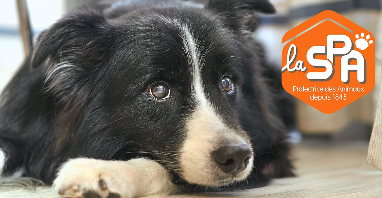 Comment adopter à la SPA ?