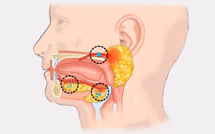 Wie oft sollte man die Speicheldrüsen massieren?
