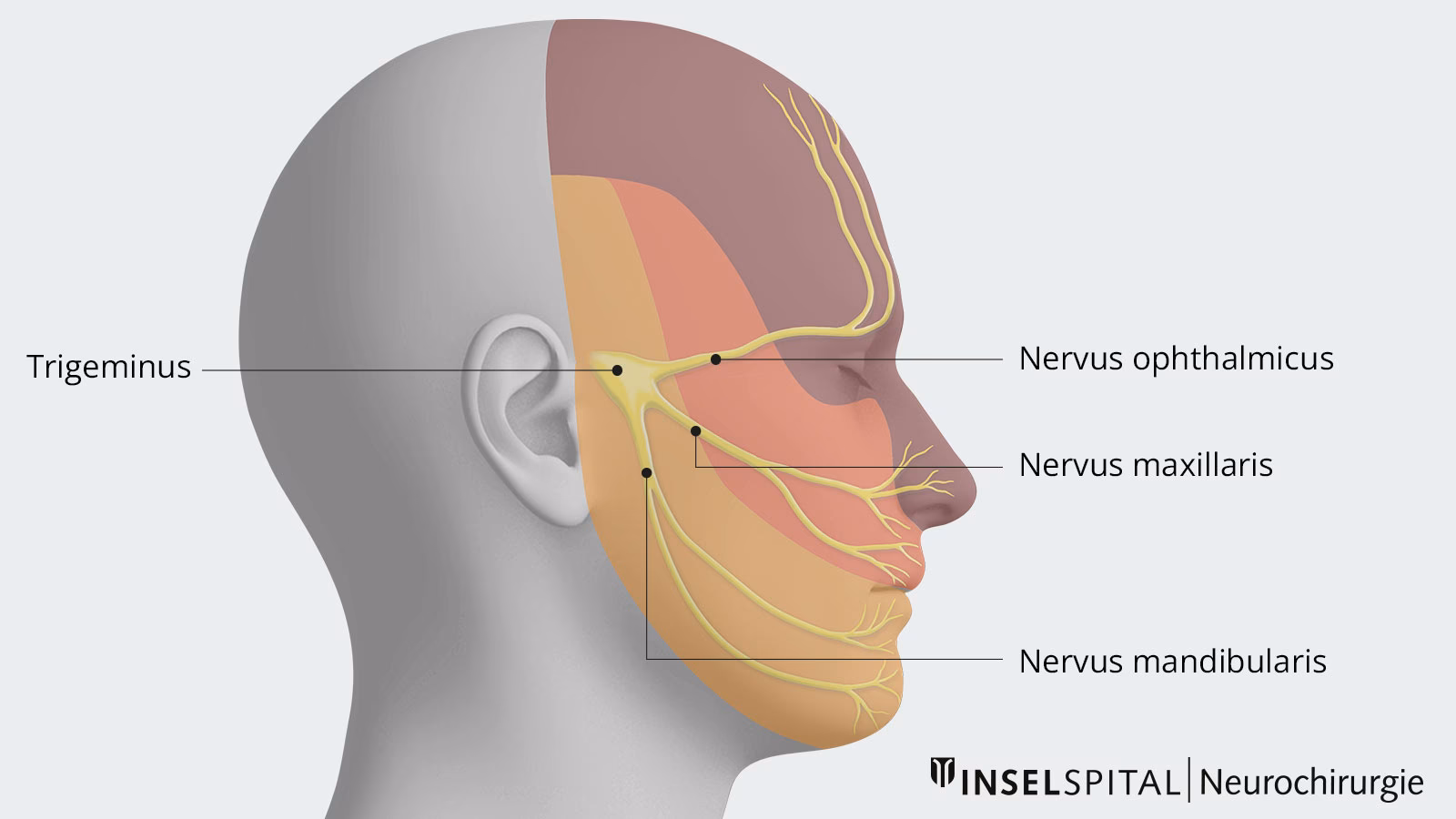 Was macht der Gesichtsnerv?